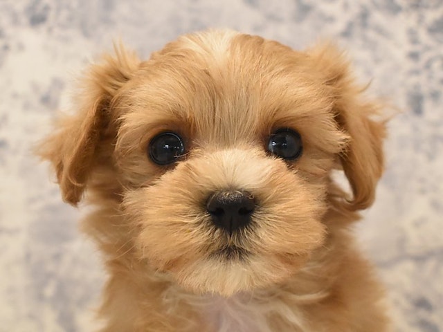 静岡県のハーフ犬 (ペッツワン伊東店/2024年2月1日生まれ/女の子/アプリコットホワイト)の子犬